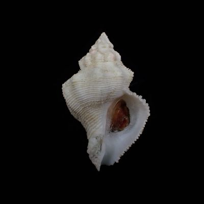 Babelomurex blowi