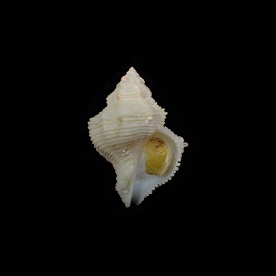 Babelomurex blowi