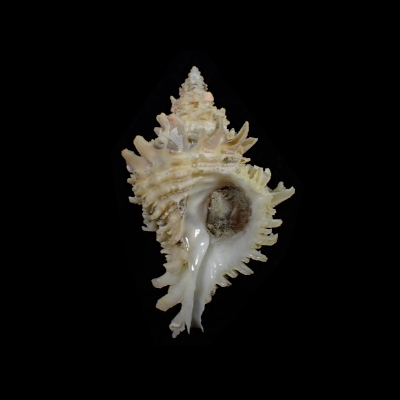 Babelomurex tosanus