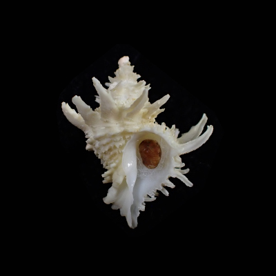 Babelomurex tosanus
