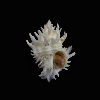 Babelomurex tosanus