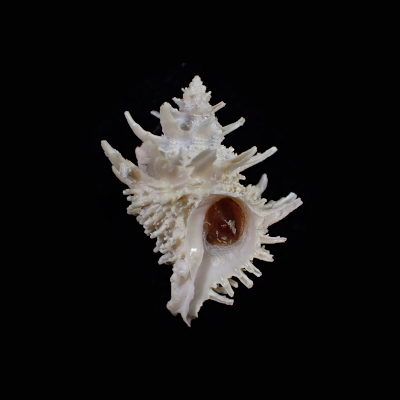 Babelomurex tosanus