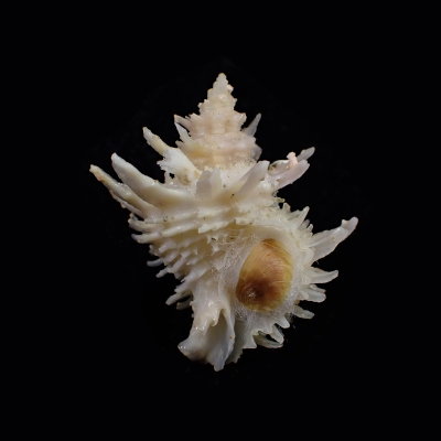 Babelomurex tosanus