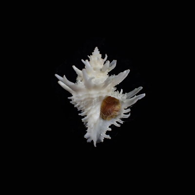 Babelomurex tosanus