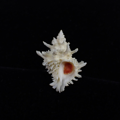 Babelomurex tosanus