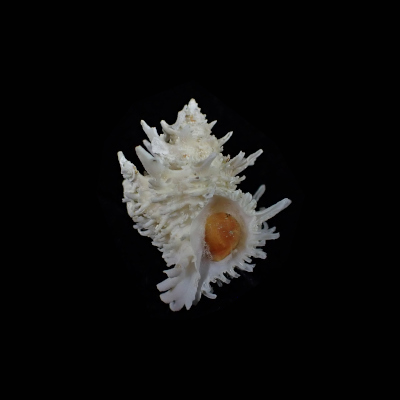 Babelomurex tosanus