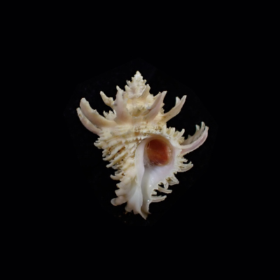 Babelomurex tosanus