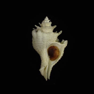 Babelomurex fusiformis