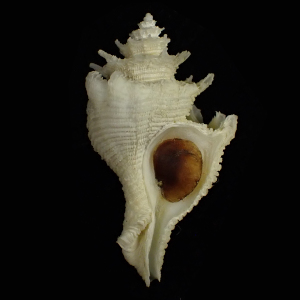 Babelomurex fusiformis
