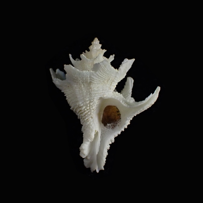 Babelomurex fusiformis