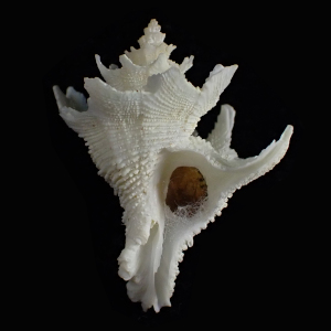 Babelomurex fusiformis