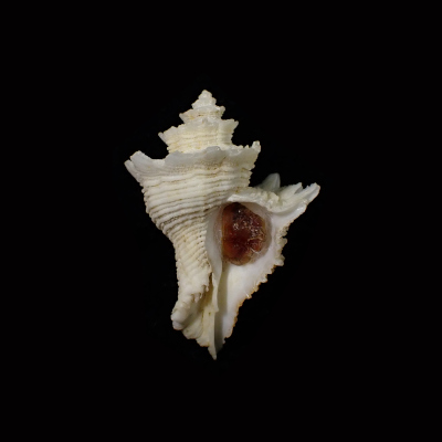 Babelomurex fusiformis