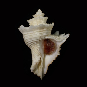Babelomurex fusiformis