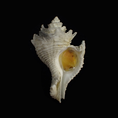 Babelomurex fusiformis