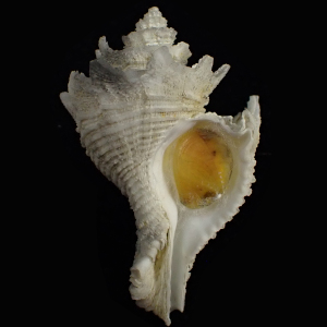 Babelomurex fusiformis