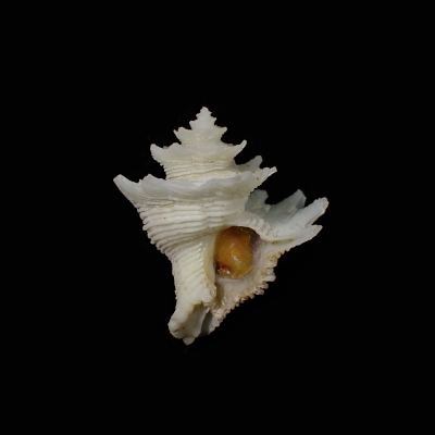 Babelomurex fusiformis
