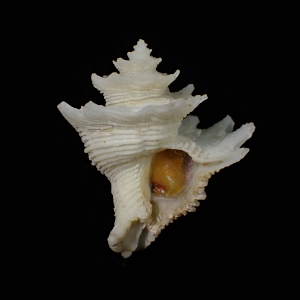 Babelomurex fusiformis