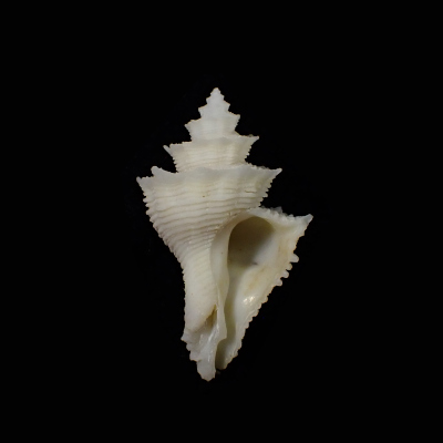 Babelomurex fusiformis