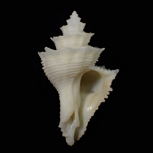 Babelomurex fusiformis