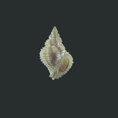 Coralliophila flava