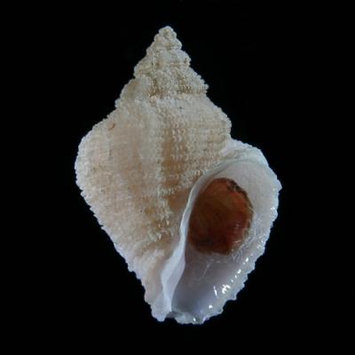 Coralliophila infantula