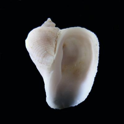 Coralliophila mallicki