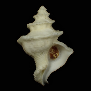 Mipus gyratus