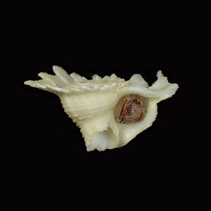 Latiaxis hayashii
