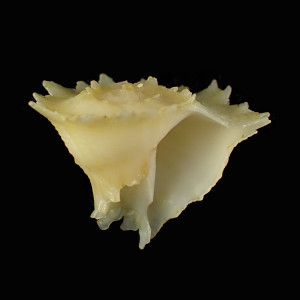 Latiaxis hayashii