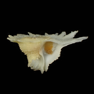 Latiaxis hayashii