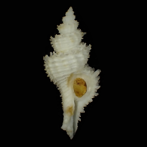 Hirtomurex filiaregis
