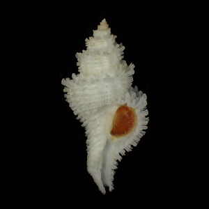 Hirtomurex filiaregis