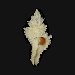 Hirtomurex filiaregis