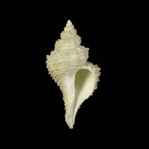 Hirtomurex filiaregis