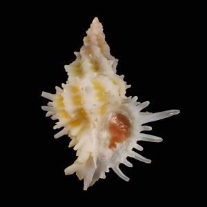 Babelomurex kawanishii