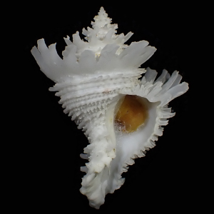 Babelomurex lischkeanus