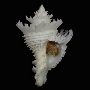 Babelomurex lischkeanus