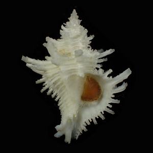 Babelomurex indicus