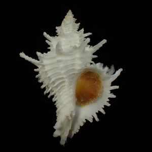 Babelomurex indicus