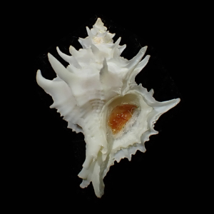Babelomurex marumai
