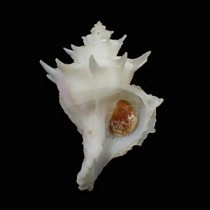 Babelomurex marumai