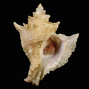 Babelomurex miyokoae