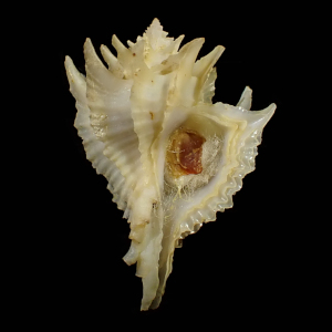 Babelomurex miyokoae