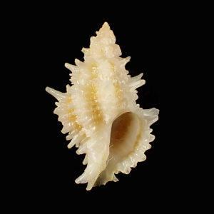 Babelomurex kawanishii