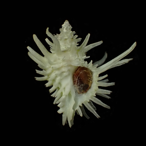 Babelomurex echinatus