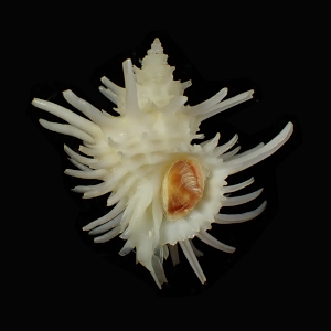 Babelomurex echinatus