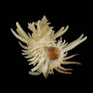 Babelomurex echinatus