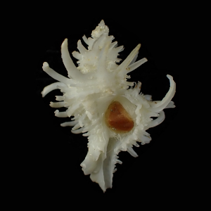Babelomurex centimanus