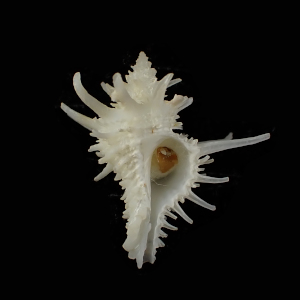 Babelomurex centimanus