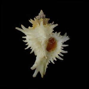 Babelomurex centimanus